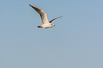 Fototapeta na wymiar Seagull is flying in sky over the sea waters in corniche park, Dammam, Saudi Arabia