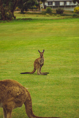 Fototapeta premium baby kangaroo joey on grass 