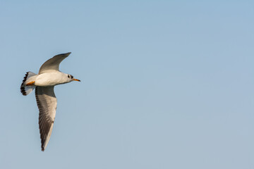 Seagull is flying in sky over the sea waters in corniche park, Dammam, Saudi Arabia