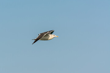 Seagull is flying in sky over the sea waters in corniche park, Dammam, Saudi Arabia