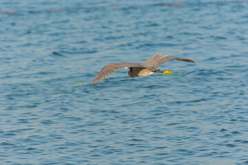 Grey Heron flying over the sea waters in corniche park, Dammam, Saudi Arabia