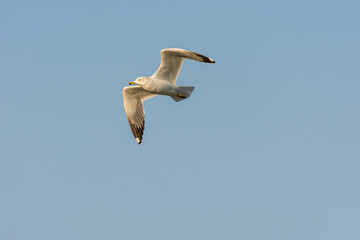 Seagull is flying in sky over the sea waters in corniche park, Dammam, Saudi Arabia