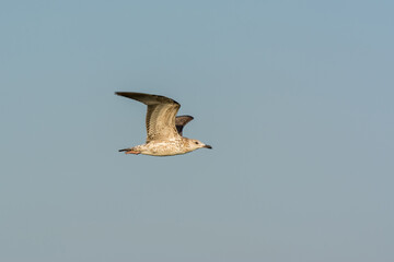 Seagull is flying in sky over the sea waters in corniche park, Dammam, Saudi Arabia