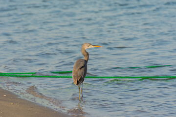 A grey Heron standing on beach in corniche park, Dammam, Saudi Arabia