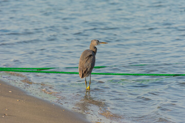 A grey Heron standing on beach in corniche park, Dammam, Saudi Arabia