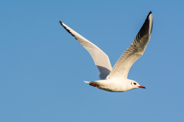 Seagull is flying in sky over the sea waters in corniche park, Dammam, Saudi Arabia