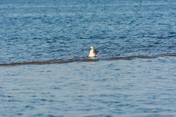 A seagull swimming in the sea in Dammam, Kingdom of Saudi Arabia