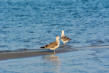 A pair of Caspian Gulls at the beach with background of sea in Dammam, Kingdom of Saudi Arabia