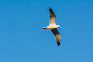 Seagull is flying in sky over the sea waters in corniche park, Dammam, Saudi Arabia