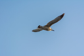 Fototapeta premium Seagull is flying in sky over the sea waters in corniche park, Dammam, Saudi Arabia