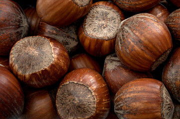 Vegetarian snack and healthy food backgrounds concept with close up on natural raw hazelnuts pile with each hazelnut still in shell