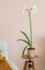 white amaryllis in the vase