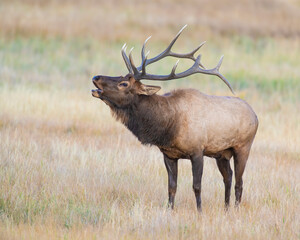 Bugling Bull Elk