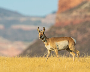 Pronghorn Buck in Wyoming