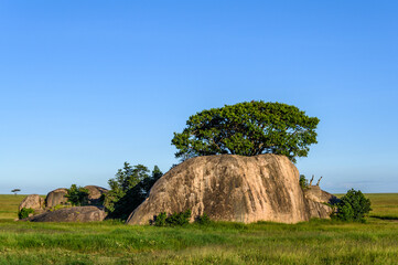 Fototapeta na wymiar Beautiful Kopje with trees and shrubs in a summer grassy savanna landscape, Nomiri Plains, Serengeti National Park, Tanzania 
