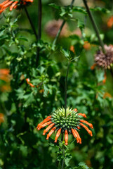 Orange flower of Leonotis Menthifolia &lsquo;Savannah Sunset&rsquo; blooming in the wild, Serengeti National Park; Tanzania
