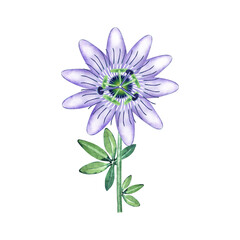 Watercolor single passiflora in bloom. Passion flower isolated on white. Hand drawn illustration of purple blossom. Botanical element for packaging, logo, label design.