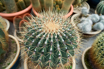 Close up view of beautiful cactus in a pot at the cactus farm