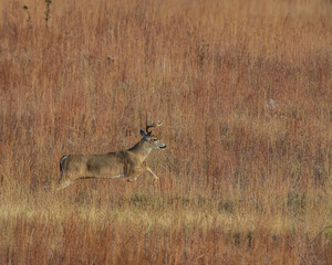 Naklejka na ściany i meble White tailed Deer in Southwest Oklahoma