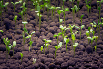 Seedlings of water plants