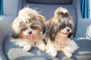 Shih Tzu sit on the chair