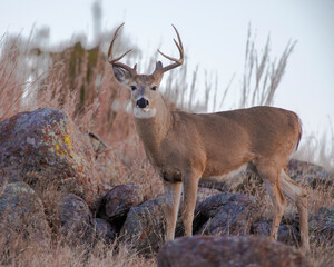 White  tailed Deer in Southwest Oklahoma