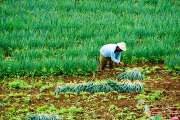 Outdoor view at shallot field in a village with farmers work in the morning captured high and long-distance angles. 