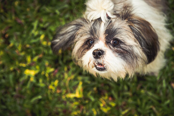 Lovely Female Shih Tzu dog