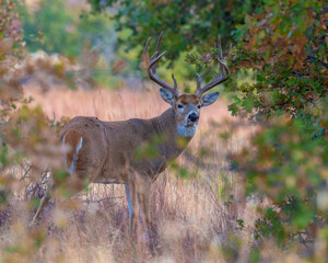White  tailed Deer in Southwest Oklahoma