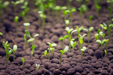 Seedlings of water plants