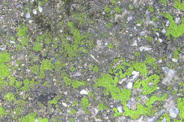 background texture: the surface of old concrete slab covered with moss or algae