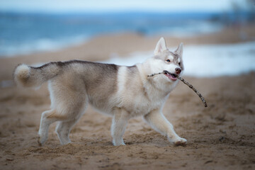 A pale breed puppy Siberian husky plays early in the morning in the fog with a stick
Funny beautiful dog plays with a branch on the beach in early spring or winter