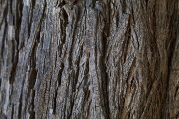 bark of tree