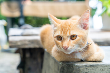 cute orange baby cat