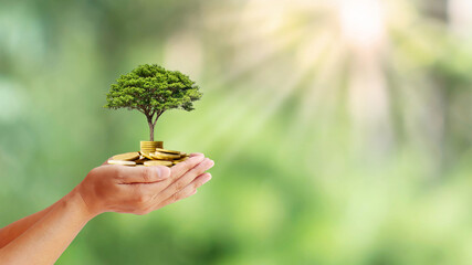 Trees are planted on coins in human hands with blurred natural backgrounds, plant growth ideas and environmentally friendly investments.