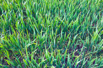 green wheat in the field close up