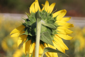 The sunflower is beautiful in the outdoor field and bright sky,Portrait.