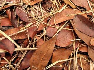 close up of leaves