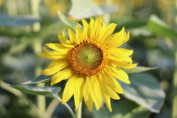 The sunflower is beautiful in the outdoor field and bright sky,Portrait.