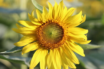 Fototapeta premium The sunflower is beautiful in the outdoor field and bright sky,Portrait.