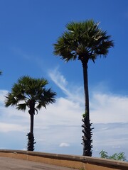 palm tree on the beach