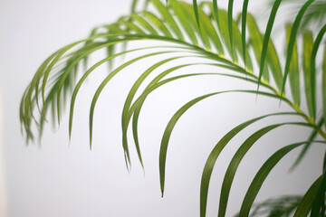 palm green leaf and shadows on a concrete wall white background