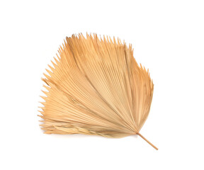dry fiji fan palm leaf isolated on white background