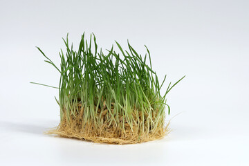 Cat grass isolated on a white background. Useful herb for domestic cats.