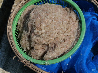 Group of fresh Krill or Opossum shrimp in a green container, Plankton that fishermen trap for...