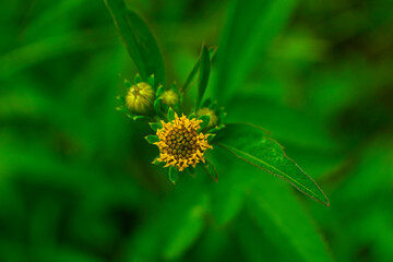 Yellow wildflower on green blur background
