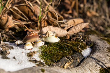 Toy turtle on the snow and moss of the autumn forest, looking down; the concept of defenselessness, curiosity, relaxation, slowness.