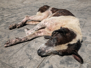 A dog sleeping on the floor in the sun