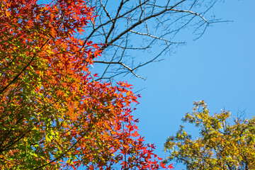 町田薬師池公園　秋景色｜公園内では色取り豊かで様々な紅葉を眺めることがで出来ます