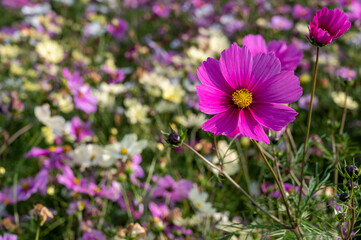 満開のコスモス